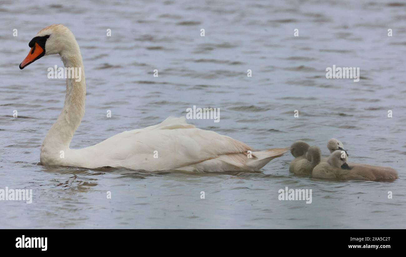 Mute Swan with in water at RSPB Rainham Marshes Nature Reserve