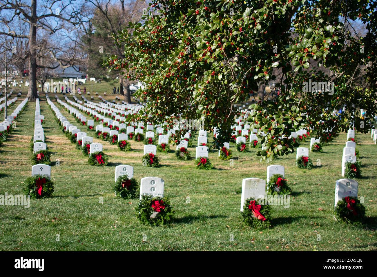 The Christmas wreaths at Arlington National Cemetery with a berry tree ...