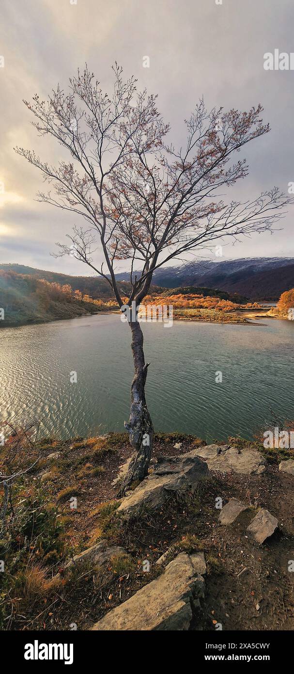 Tree cliff edge hi-res stock photography and images - Alamy