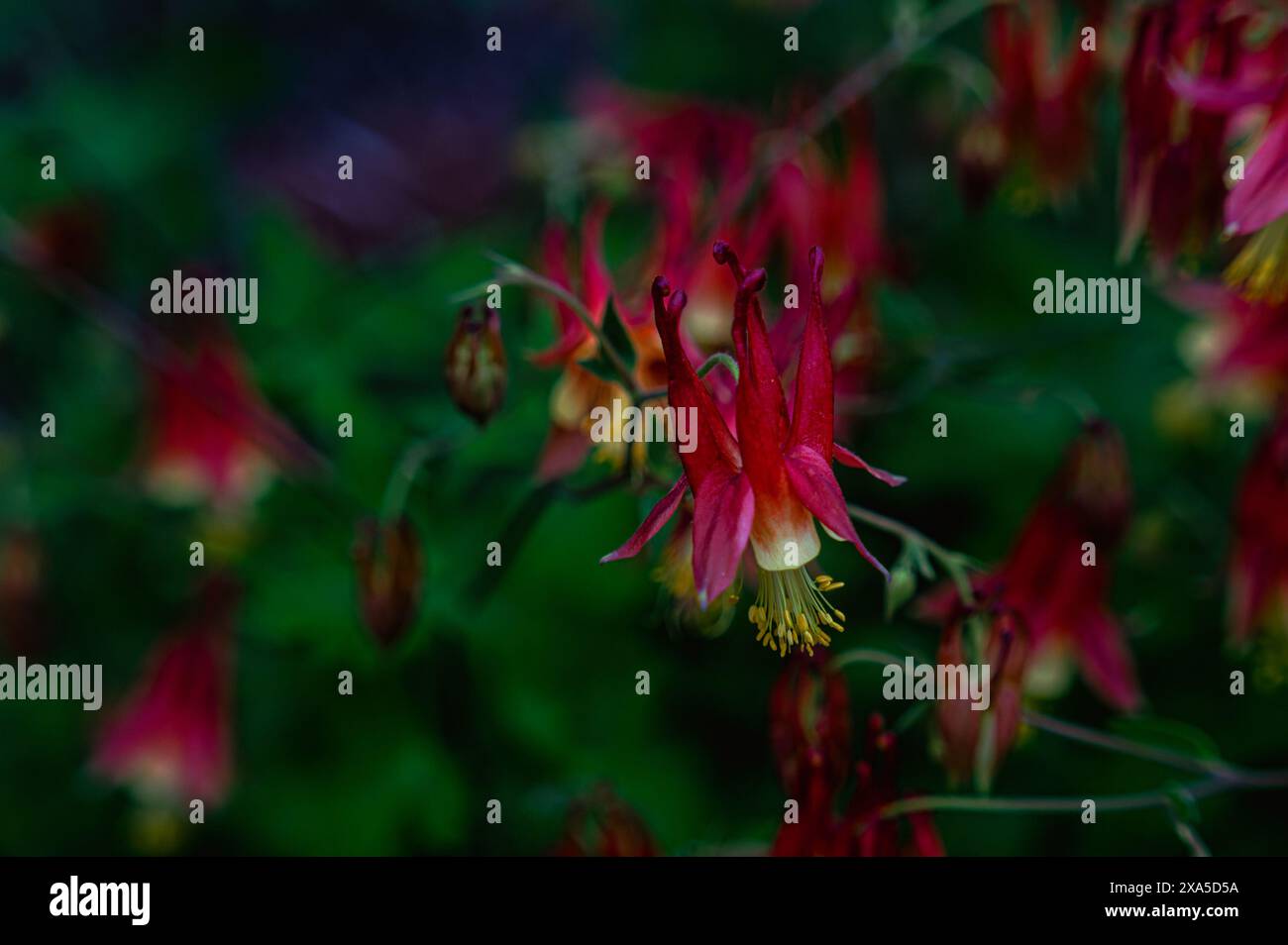 In meadow various wildflowers hi-res stock photography and images - Alamy