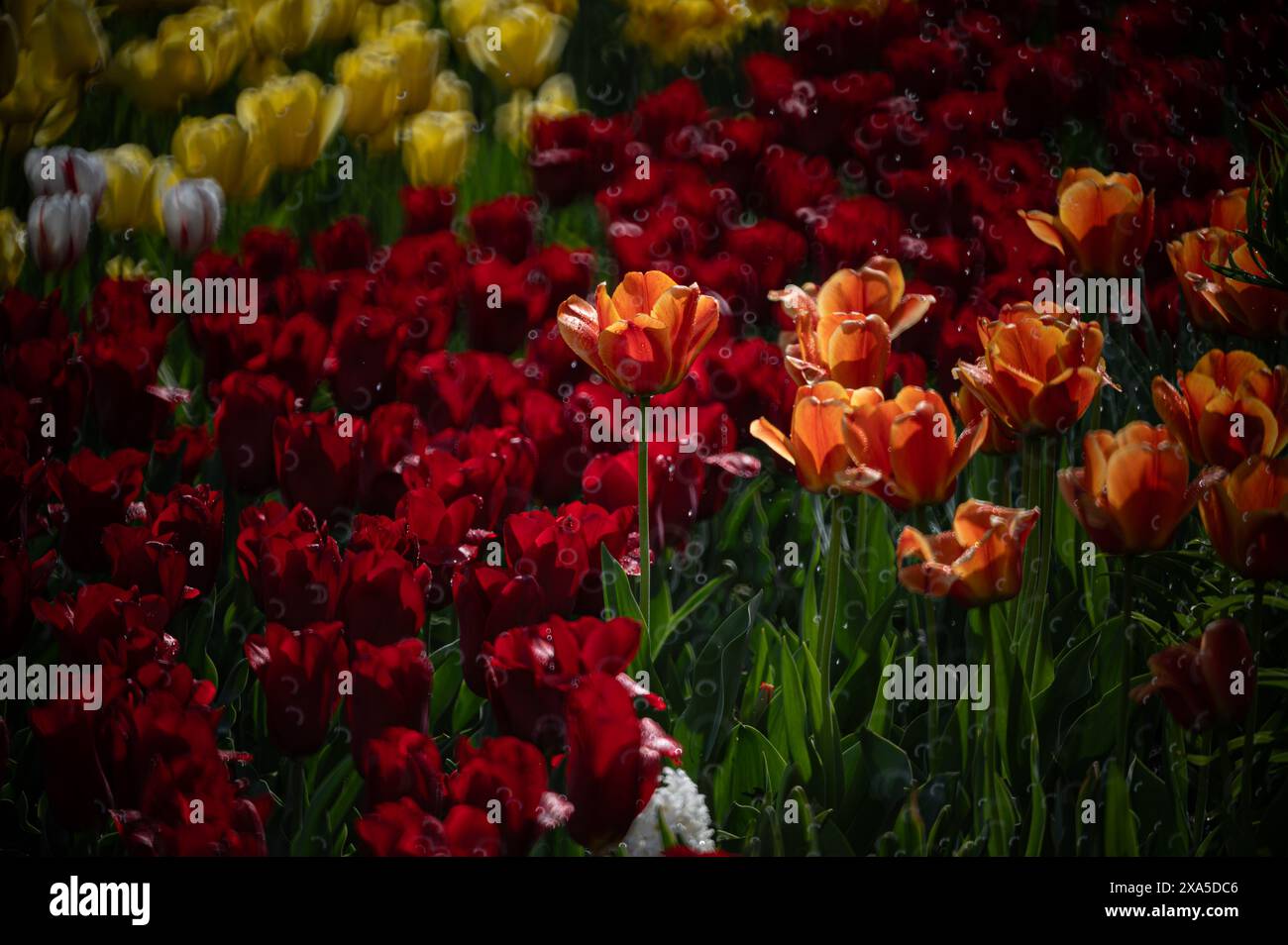 Vibrant red and yellow tulips in a garden bed Stock Photo - Alamy