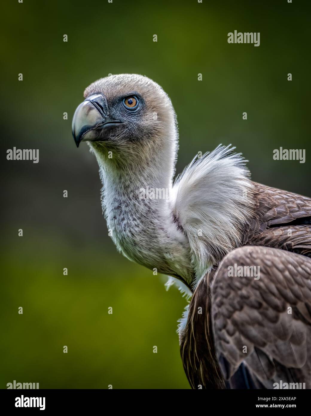 A vertical closeup of a Eurasian griffon vulture Stock Photo - Alamy