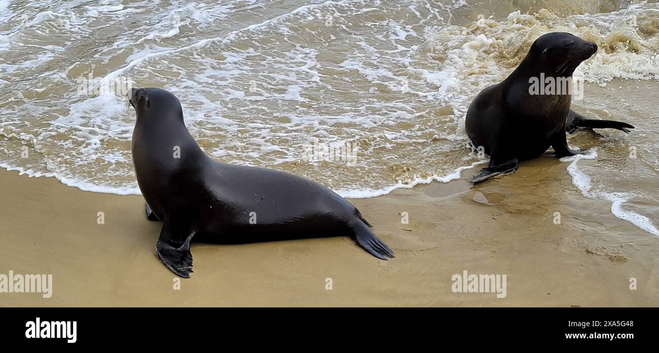 The two seals resting on a sandy shore Stock Photo - Alamy