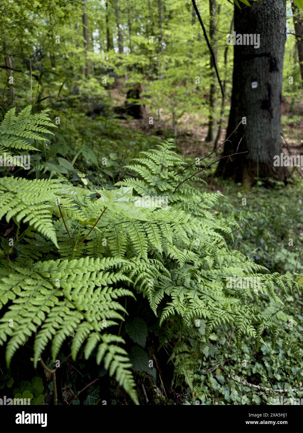 A lush fern bush surrounded by dense forest vegetation Stock Photo - Alamy