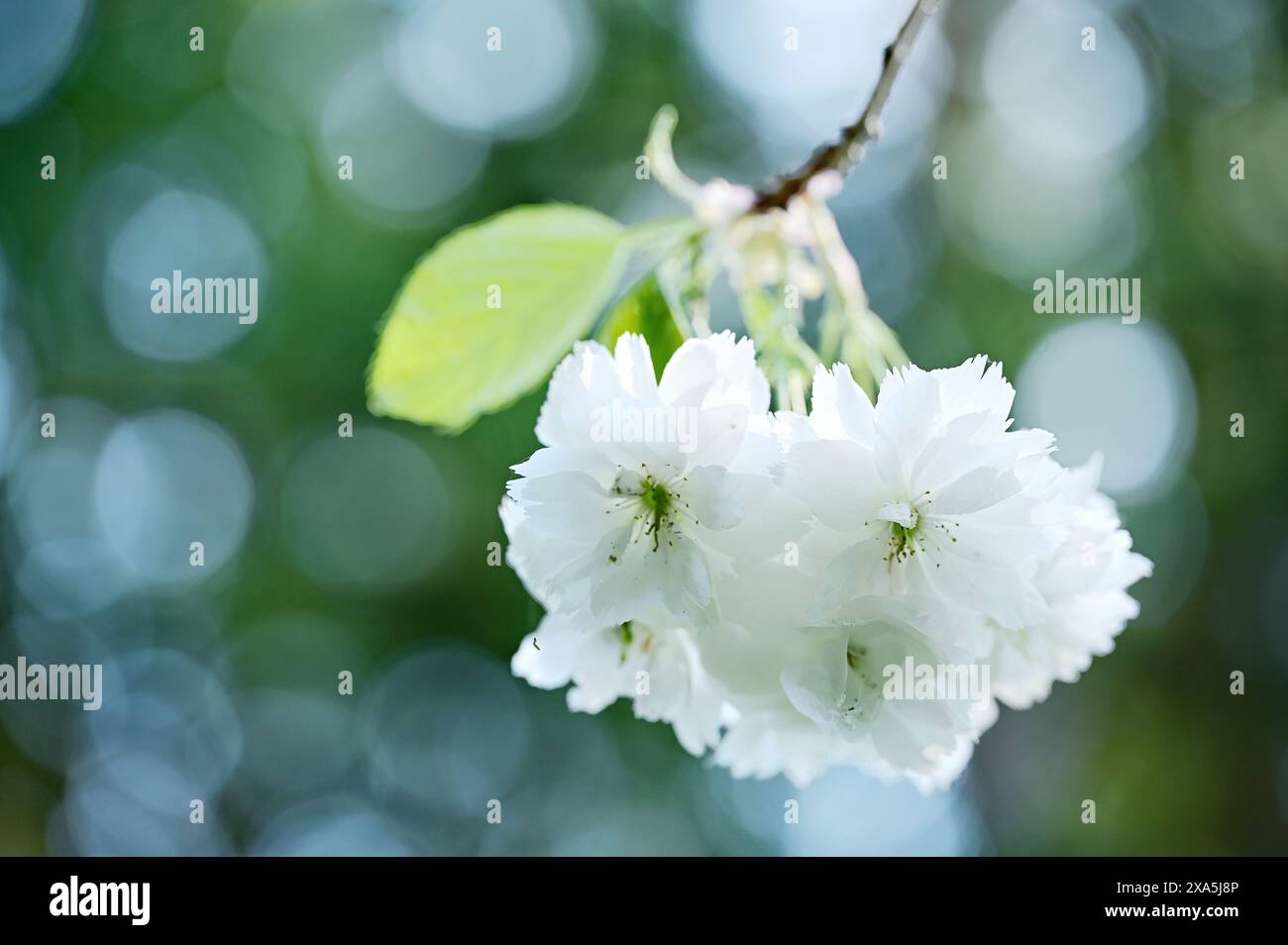 A blurred background with flowers on twig tree Stock Photo