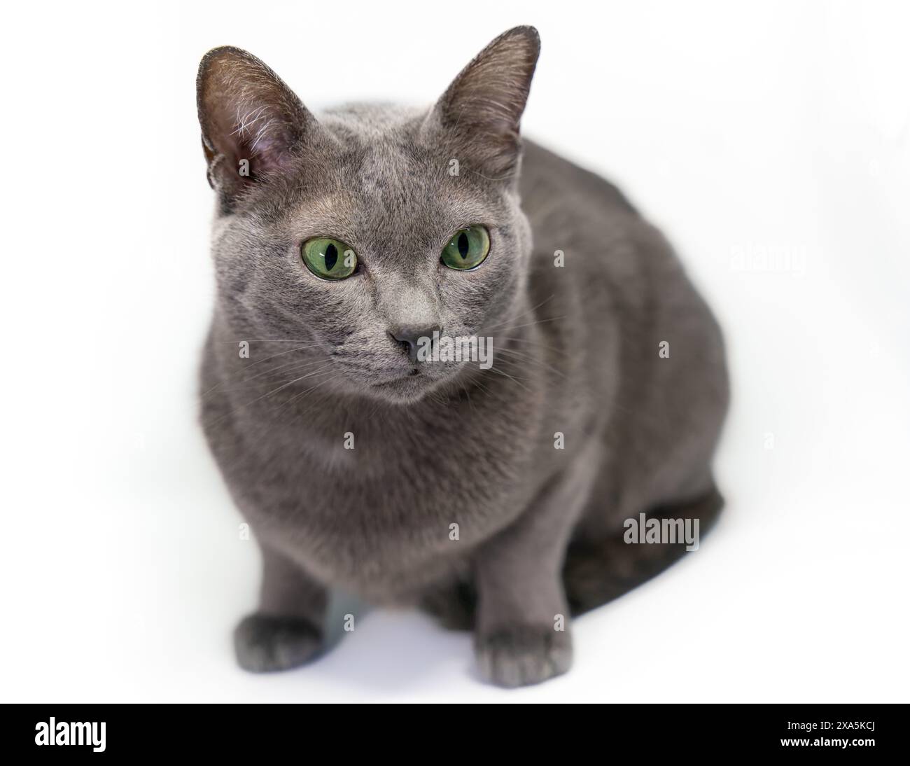 Cute Korat cat on white background Stock Photo