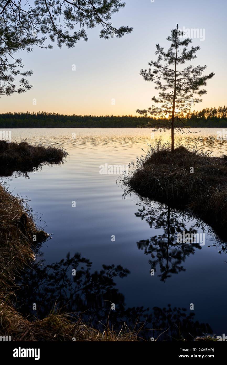 The sun setting behind silhouetted trees on water's edge Stock Photo