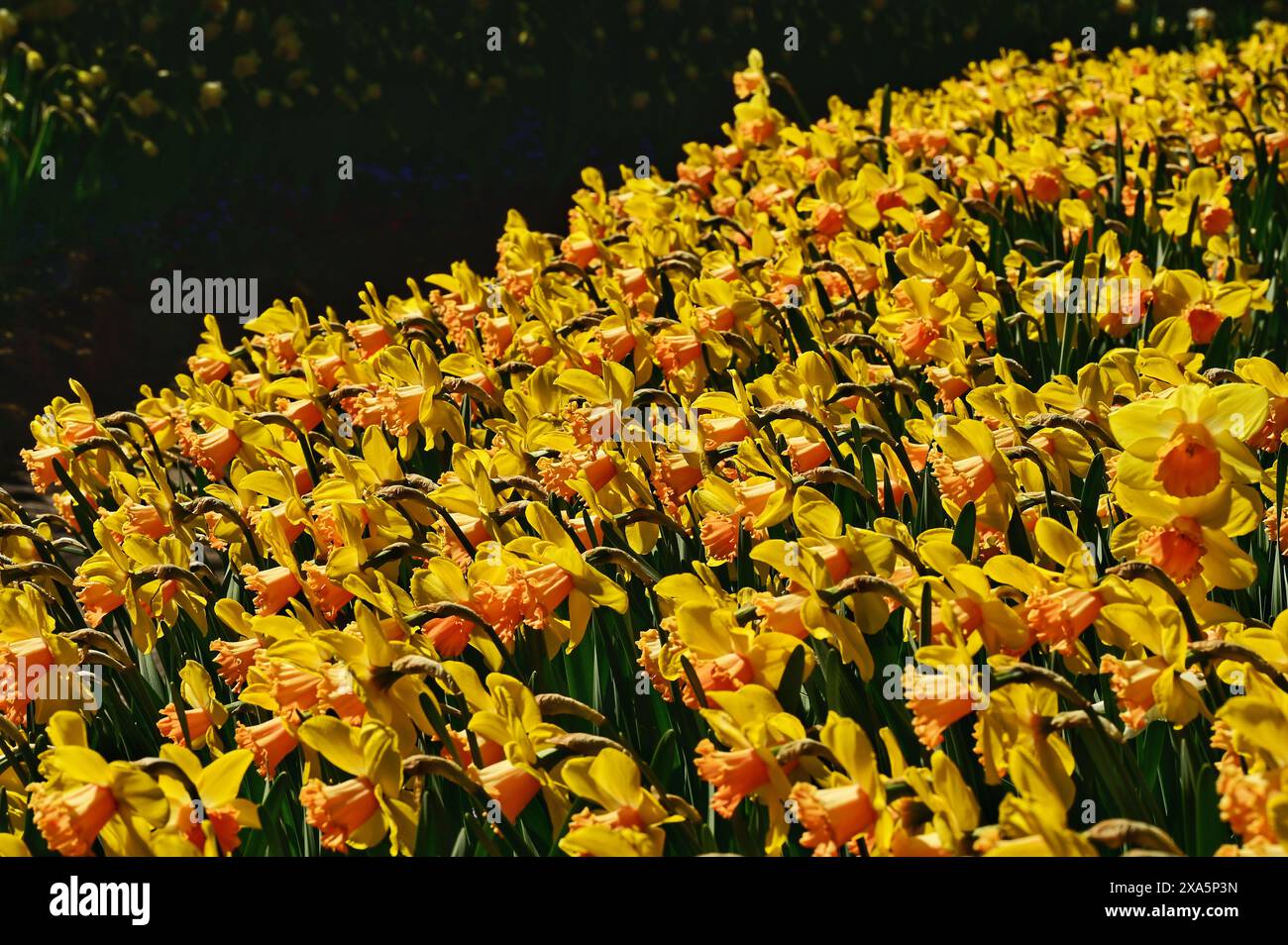 Yellow flowers field hi-res stock photography and images - Alamy