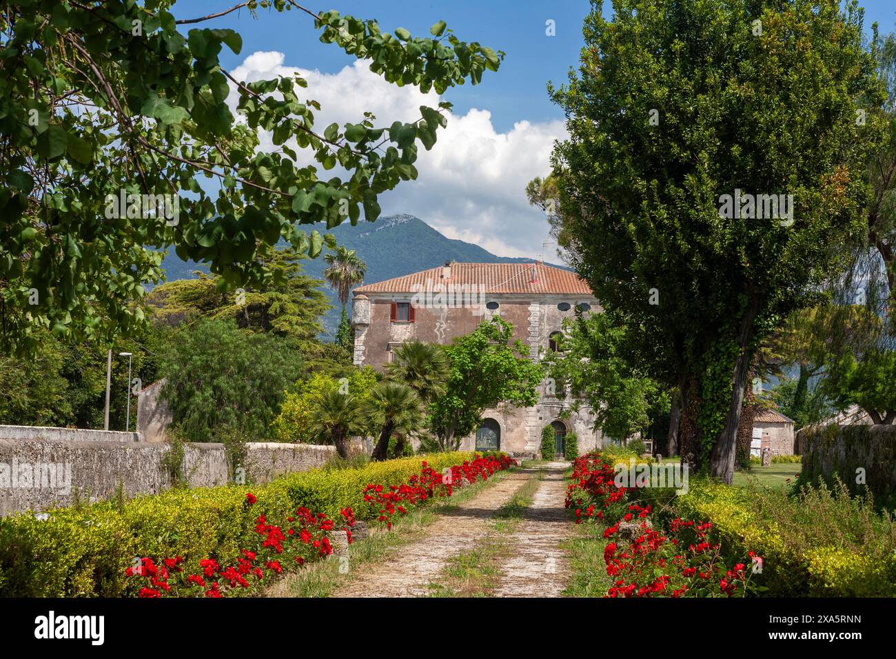 Red roses line the driveway to an old villa in the grounds of the ancient city of Paestum, Province of Salerno, Campania, Italy Stock Photo