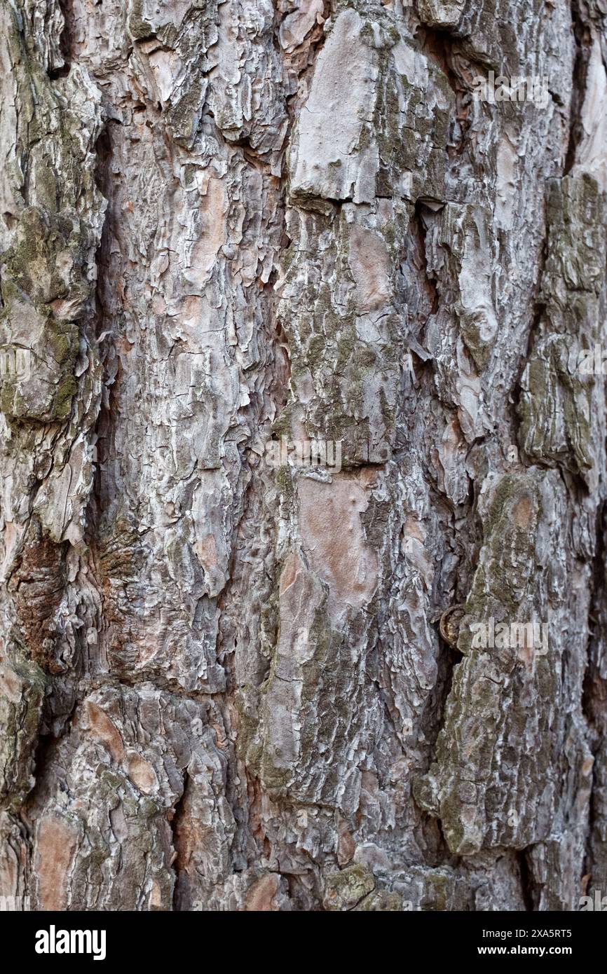 Old Wood Tree Bark Texture Background Pattern. Stock Photo