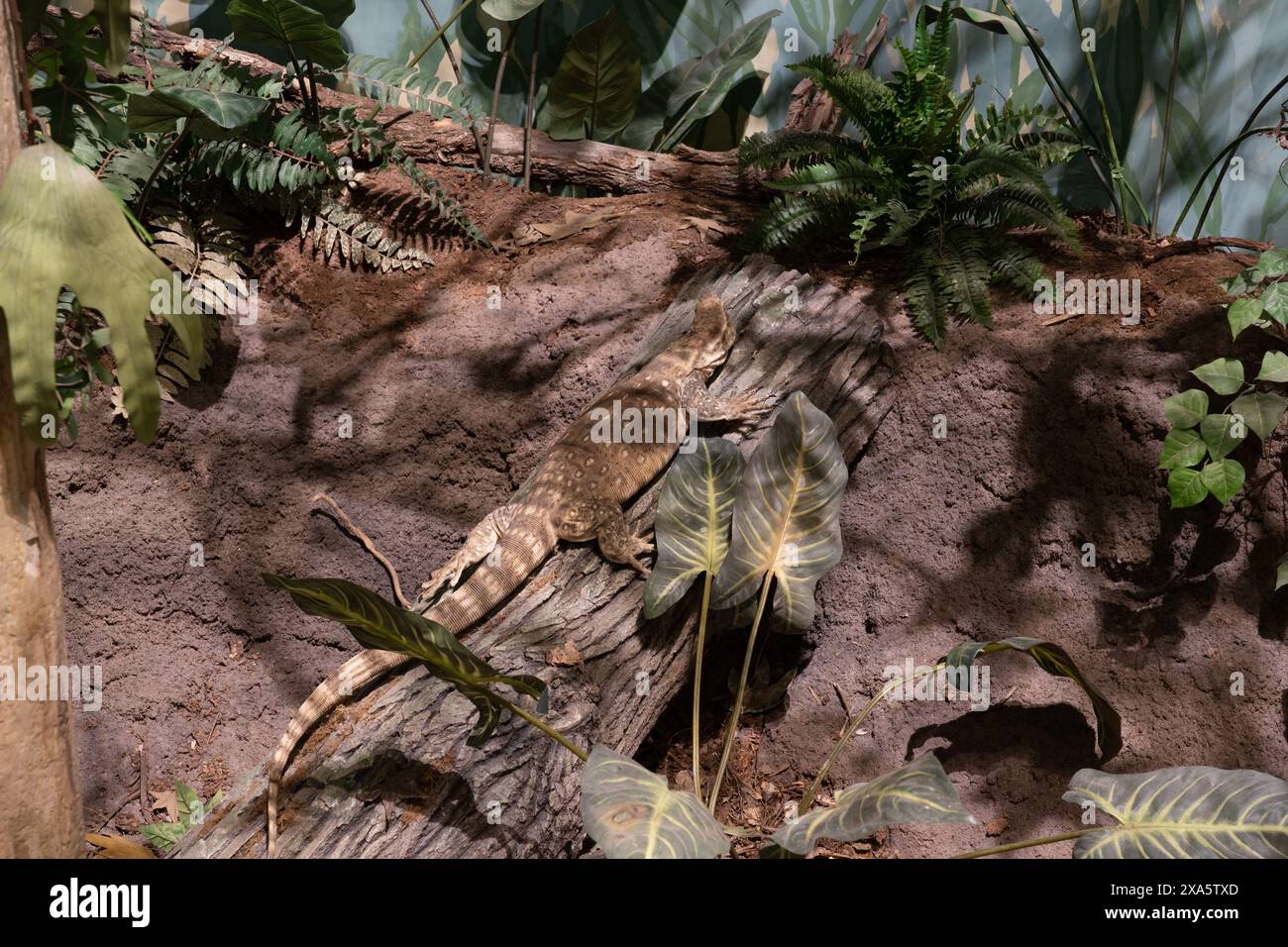 A life-sized model of a Saniwa ensidens, an extinct varanid lizard in ...