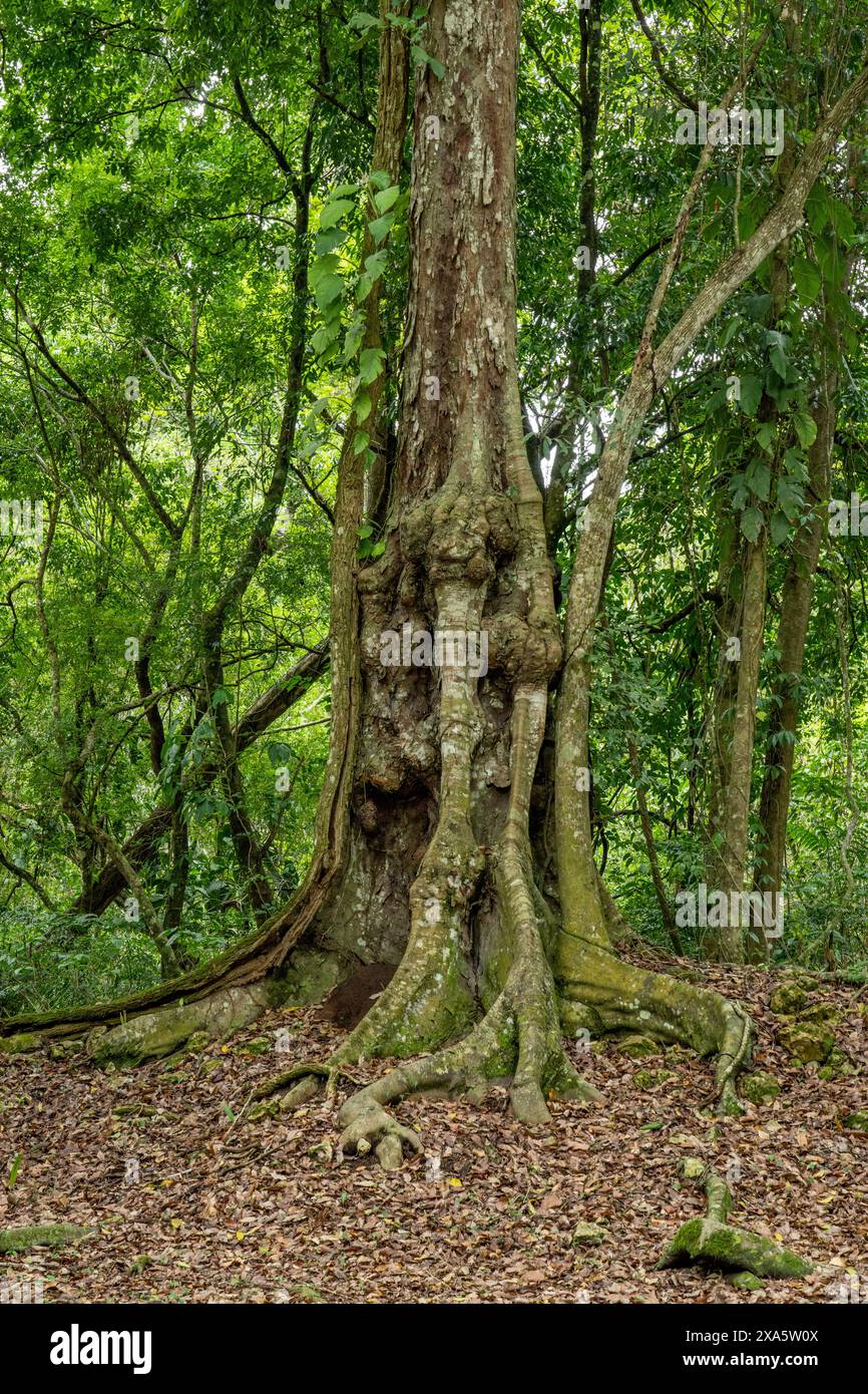 A strangler fig, Genus Ficus, in the rainforest of the Caracol Archeological Reserve in the Cayo District of Belize. Stock Photo
