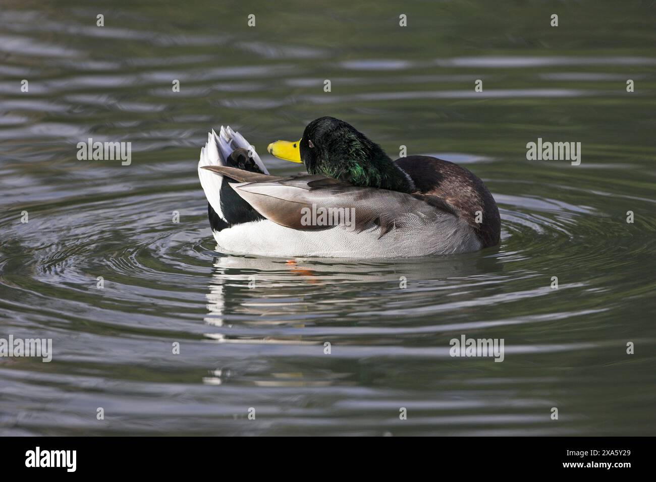 Mallard Anas platyrhynchos preening London Wetland Centre London Stock ...