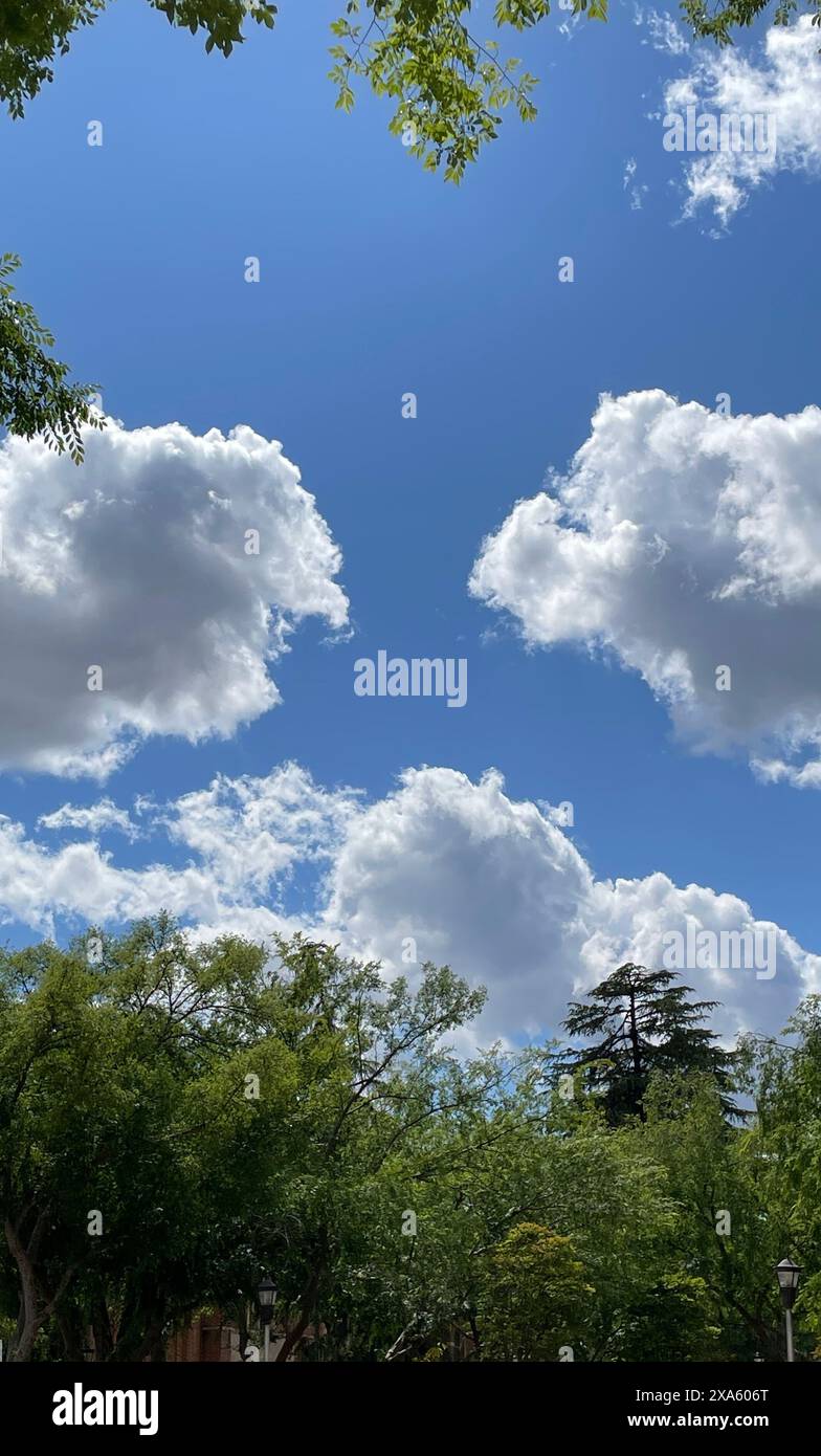 Sunny blue sky with fluffy white clouds above tall green trees Stock ...