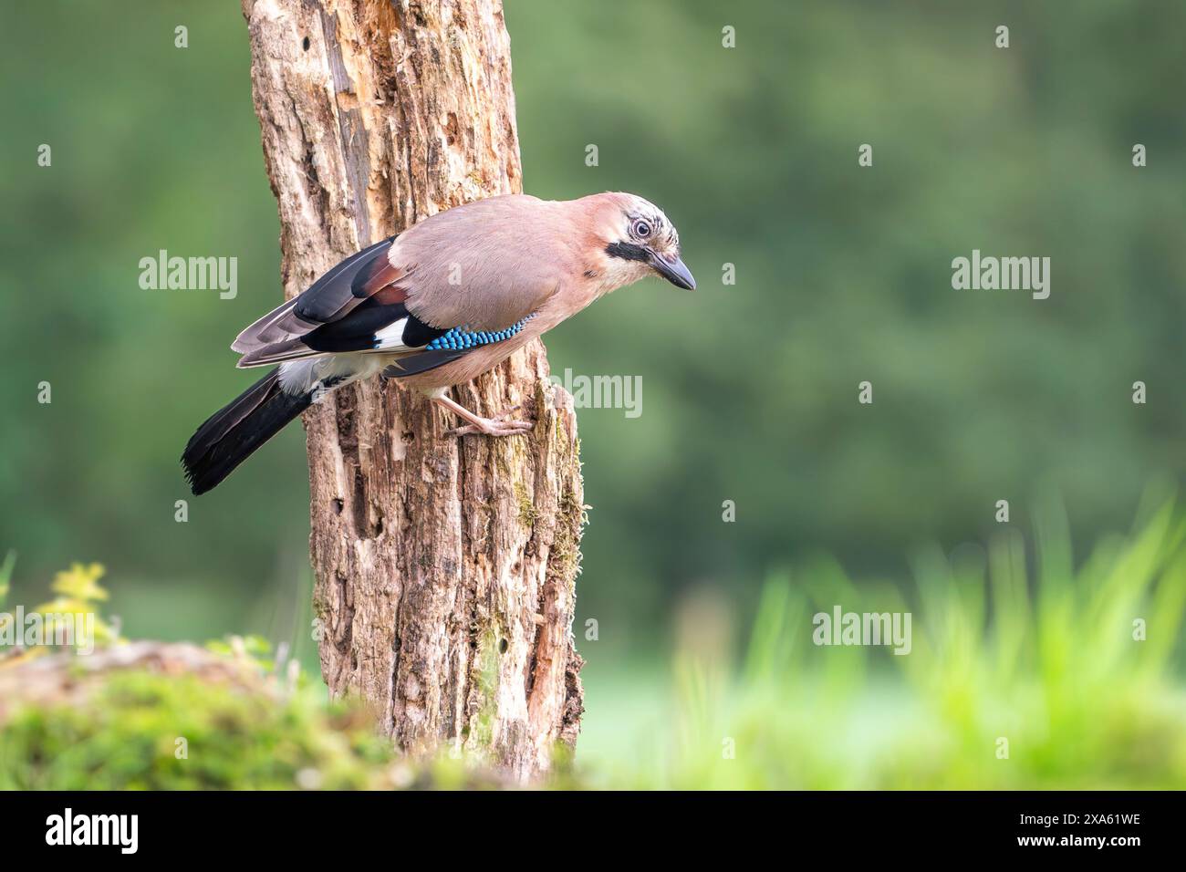 Eurasian jay, Garrulus glandarius Stock Photo