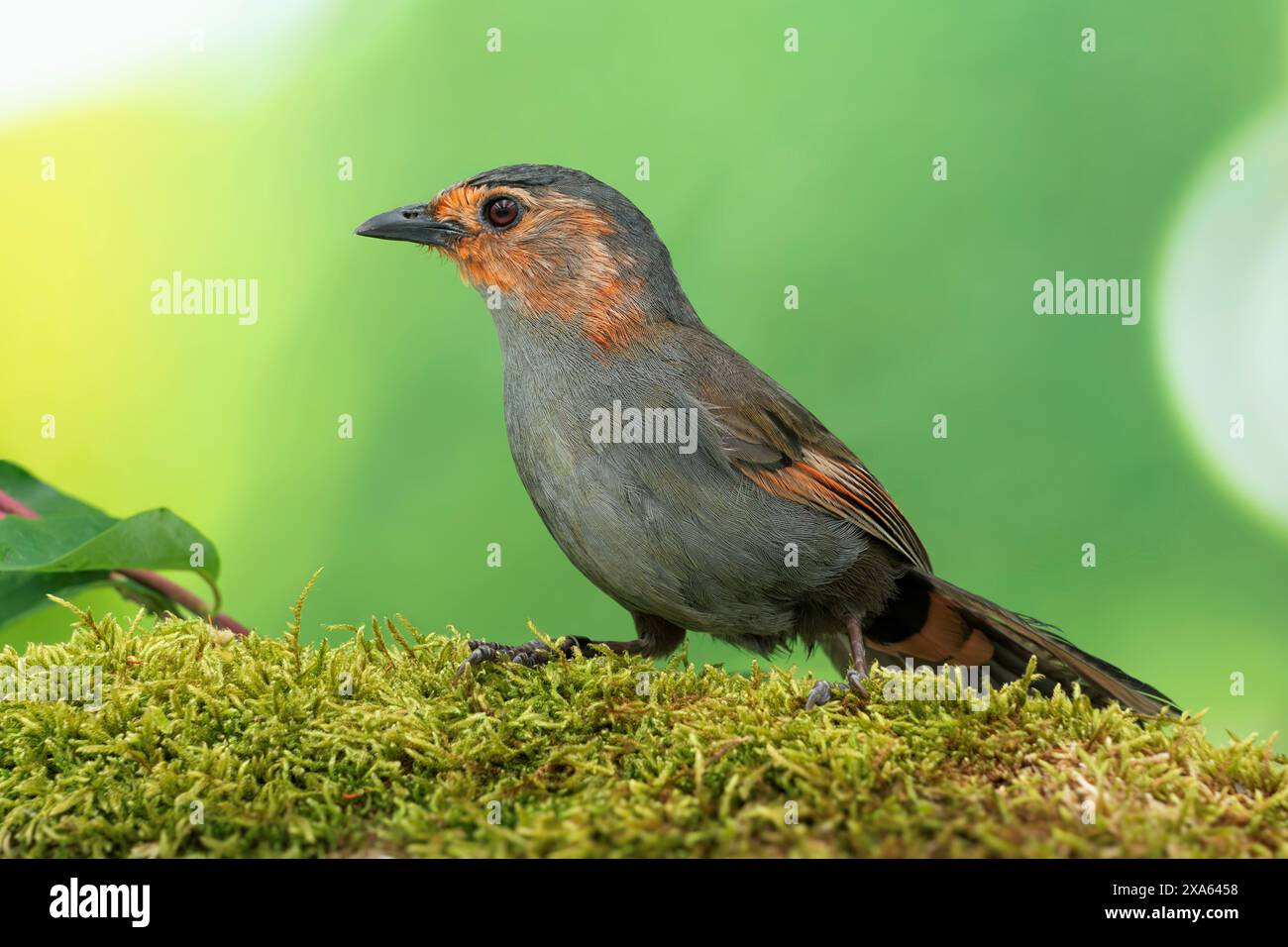 female redfaced liocichla, Liocichla phoenicea Stock Photo Alamy