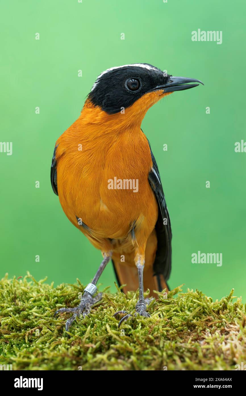 snowy-crowned robin-chat, Cossypha niveicapilla Stock Photo - Alamy