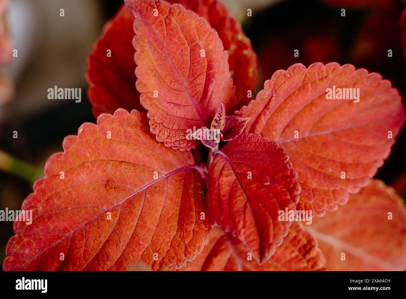 Vibrant scarlet red leaves hi-res stock photography and images - Alamy