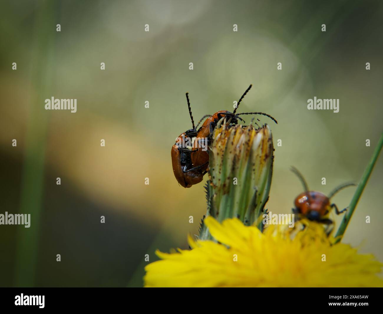 Macro shot insects perched hi-res stock photography and images - Alamy