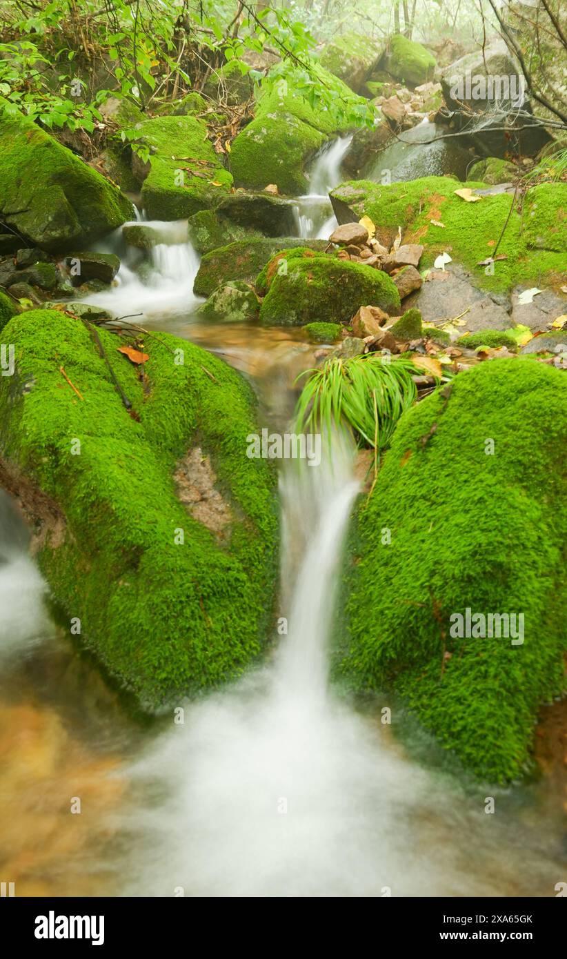 Water flows over rocks trees hi-res stock photography and images - Alamy