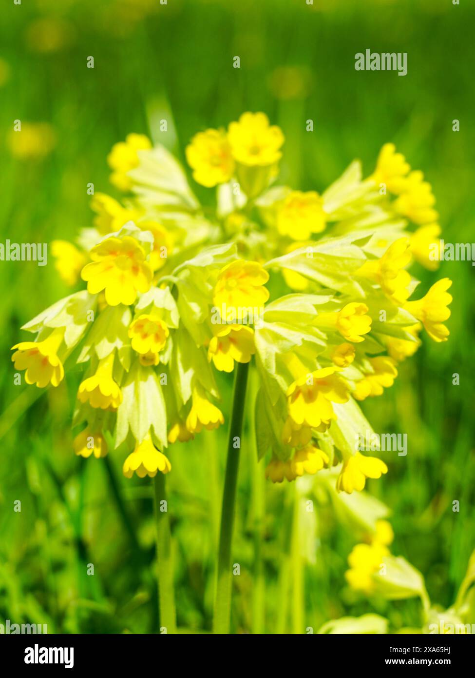 Beautiful yellow common cowslip, cowslip primrose, primula veris, on soft green blurred background, selective focus Stock Photo