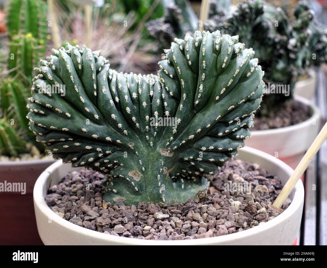 Leafy cactus hi-res stock photography and images - Alamy
