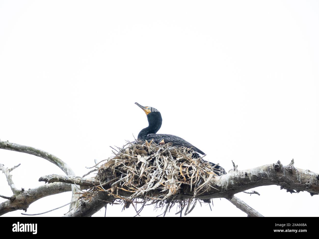 Double cressted Cormorant on Nest Hi Key Stock Photo - Alamy