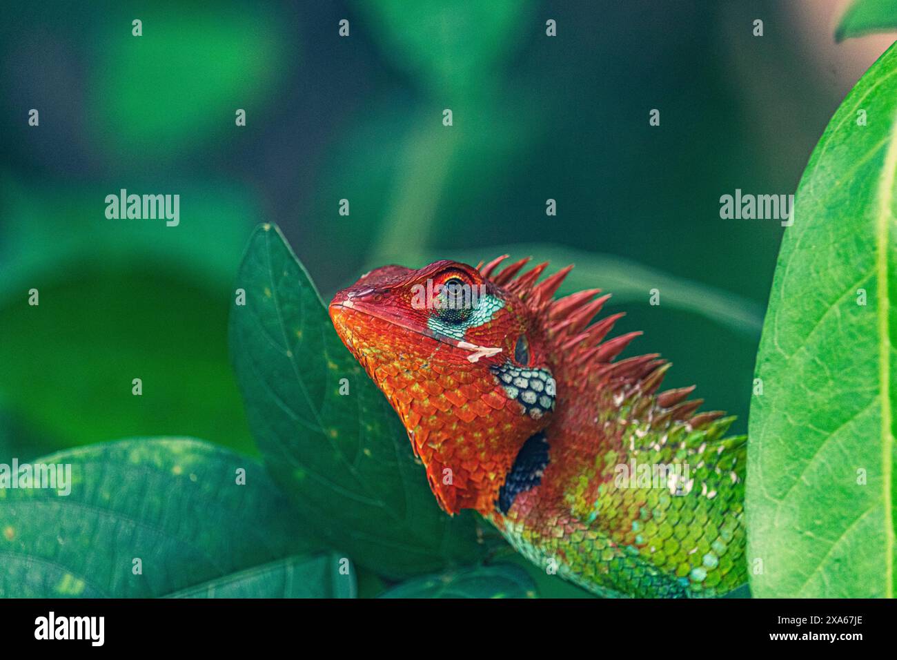 A lizard perched on leaf next to tree branch Stock Photo