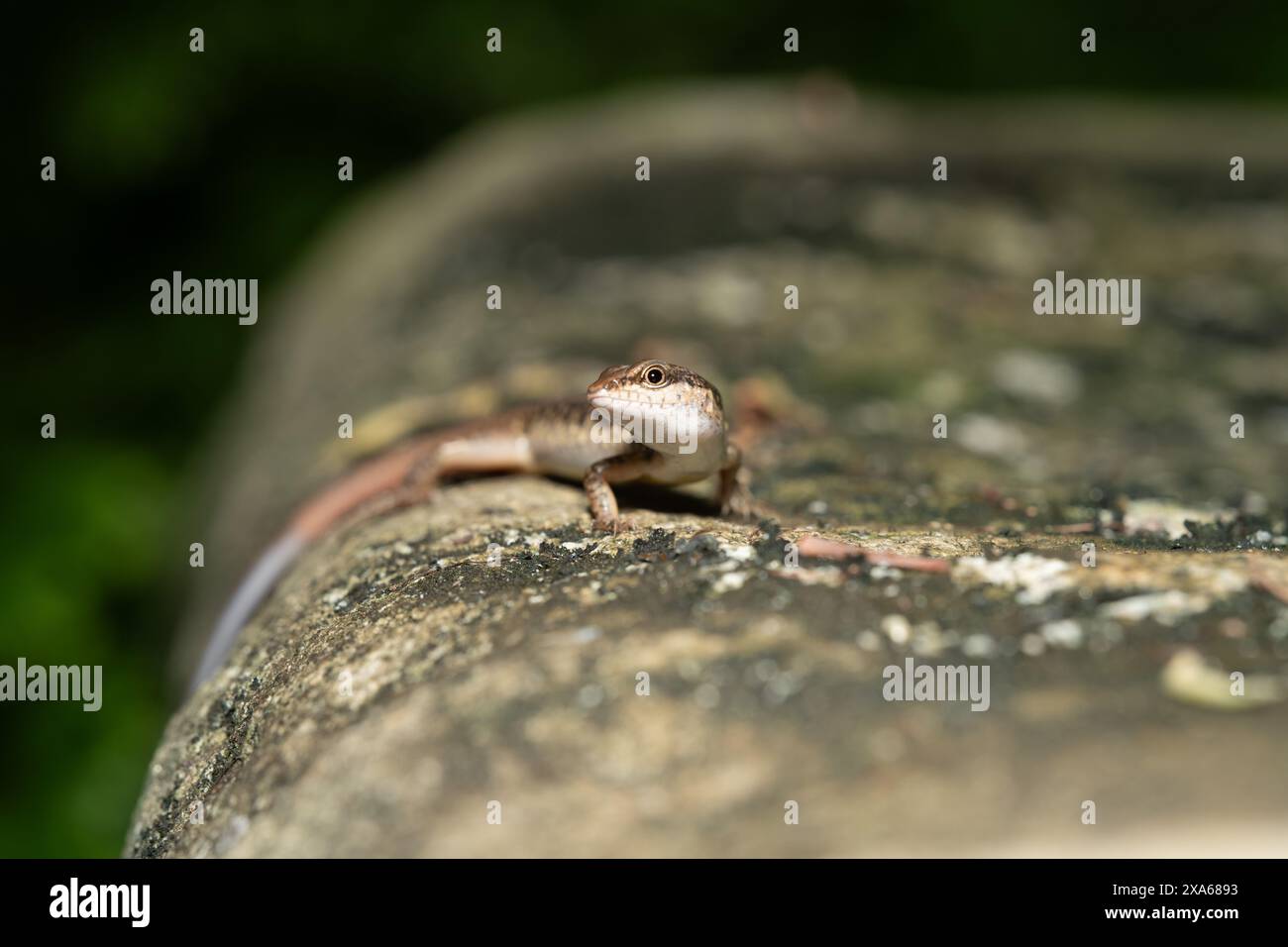 A common skink (Sphenomorphus) basking on a sunlit rock Stock Photo