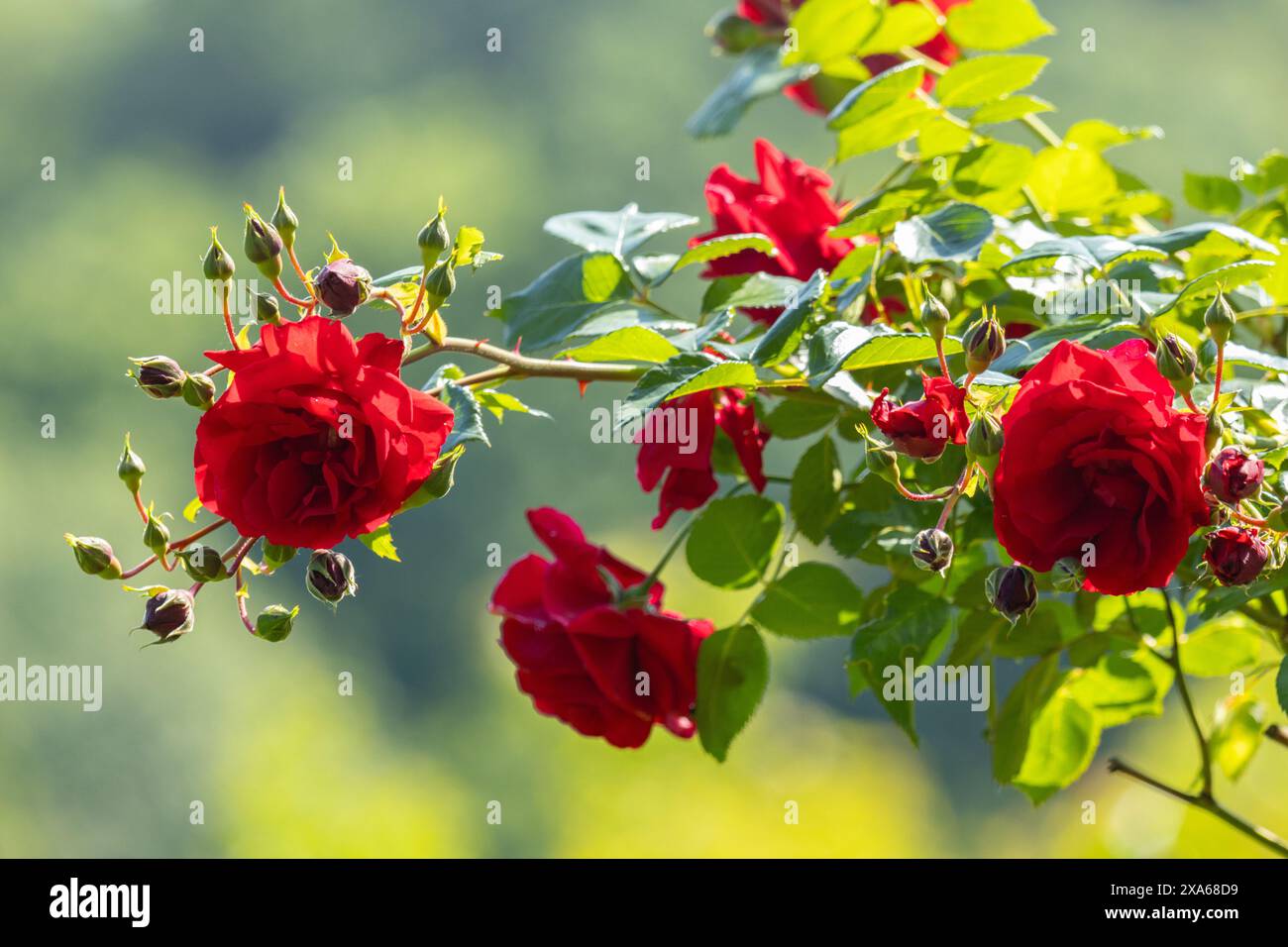 A cluster of red roses blooming in a garden Stock Photo - Alamy