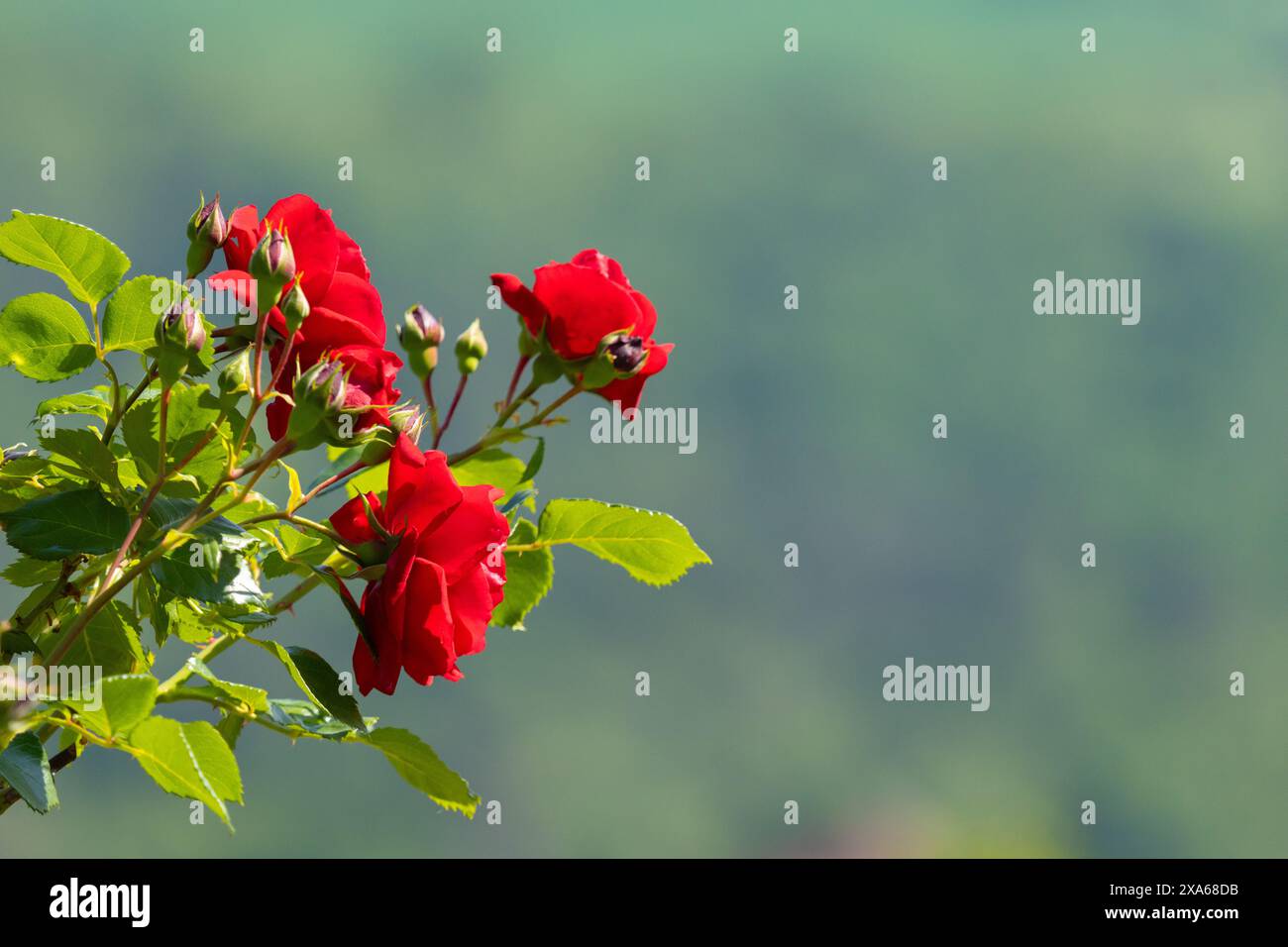 Cluster of red roses hi-res stock photography and images - Alamy
