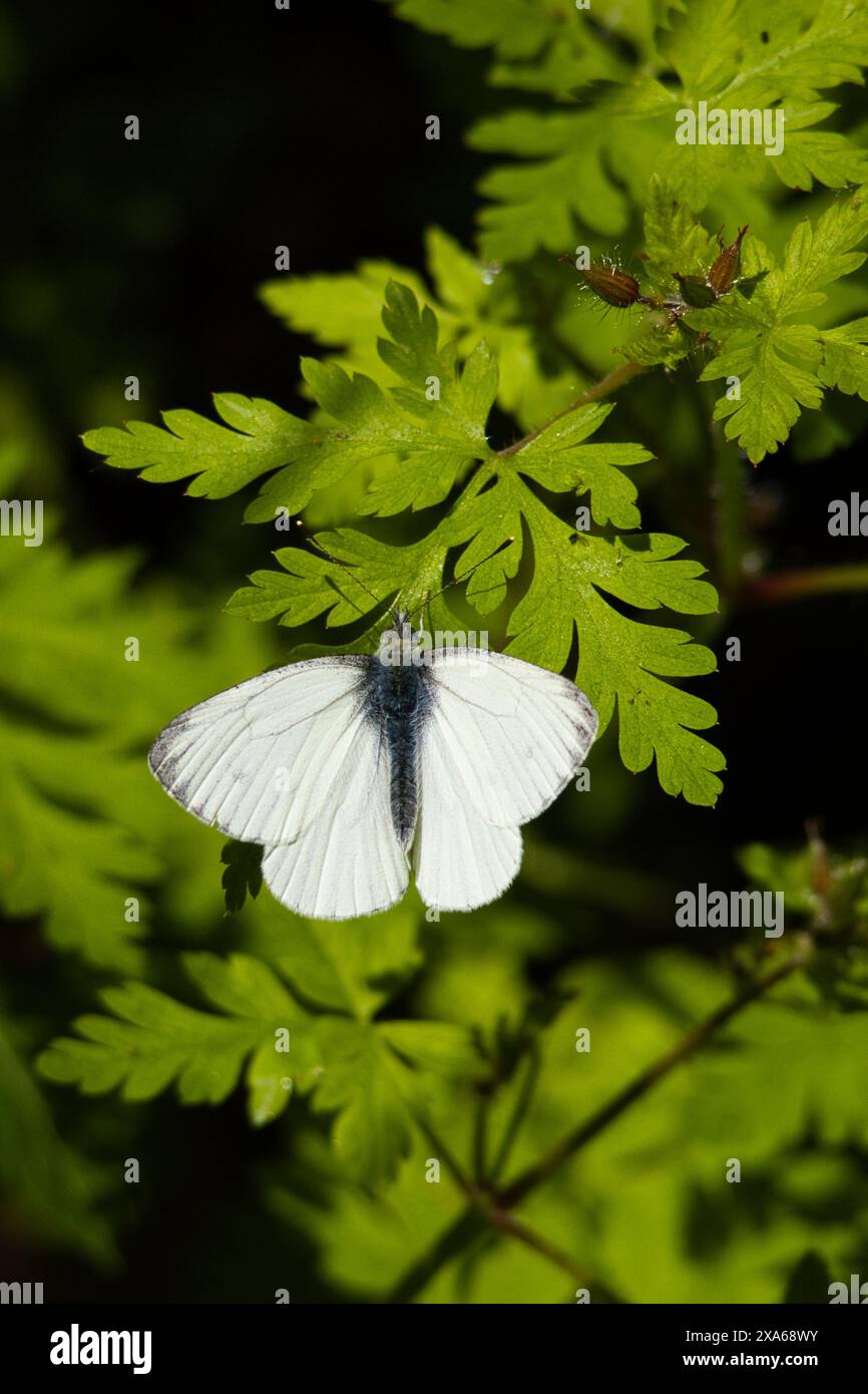 A closeup of a butterfly perched on a green leaf Stock Photo
