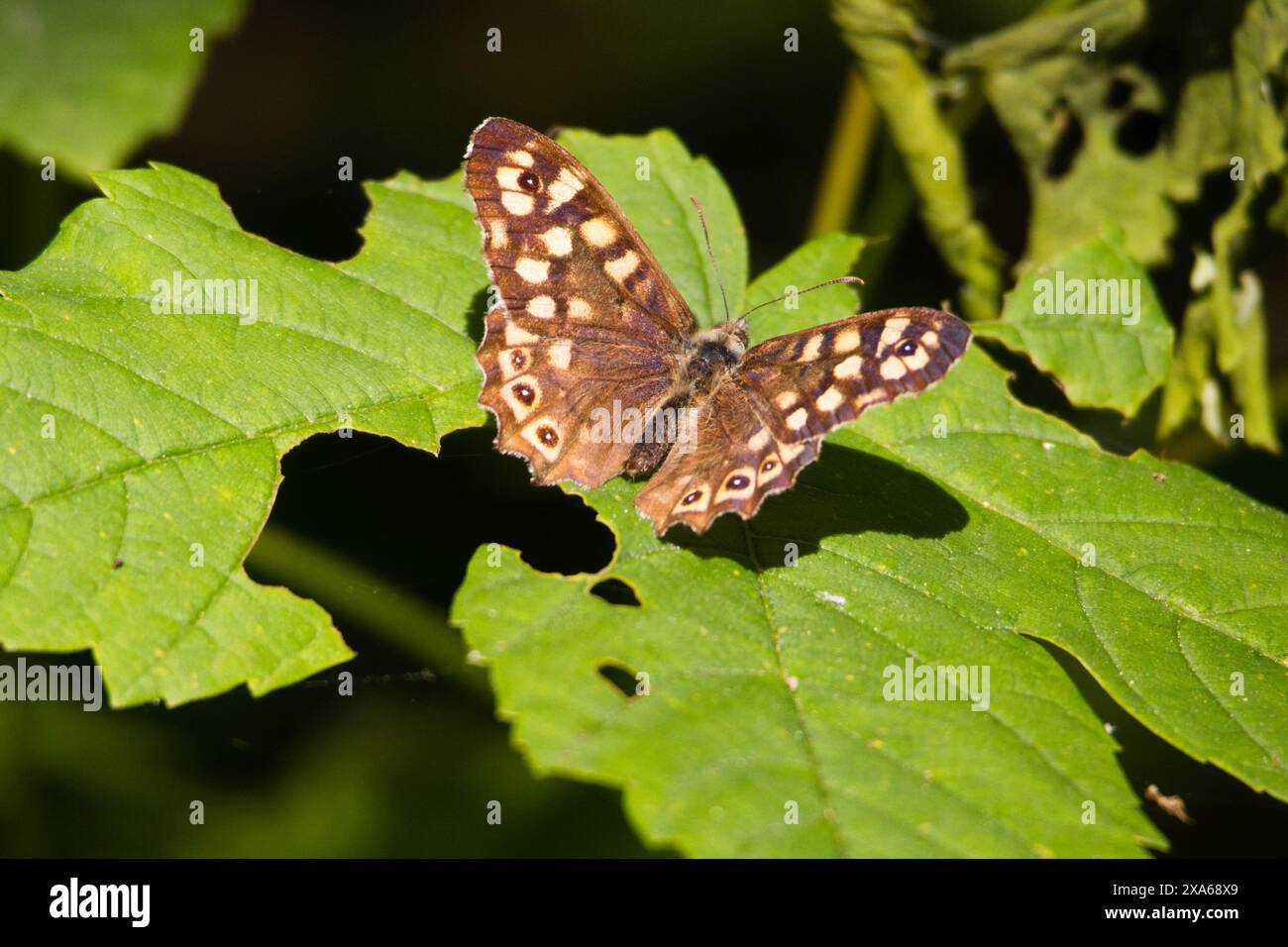 A closeup of a butterfly perched on a green leaf Stock Photo