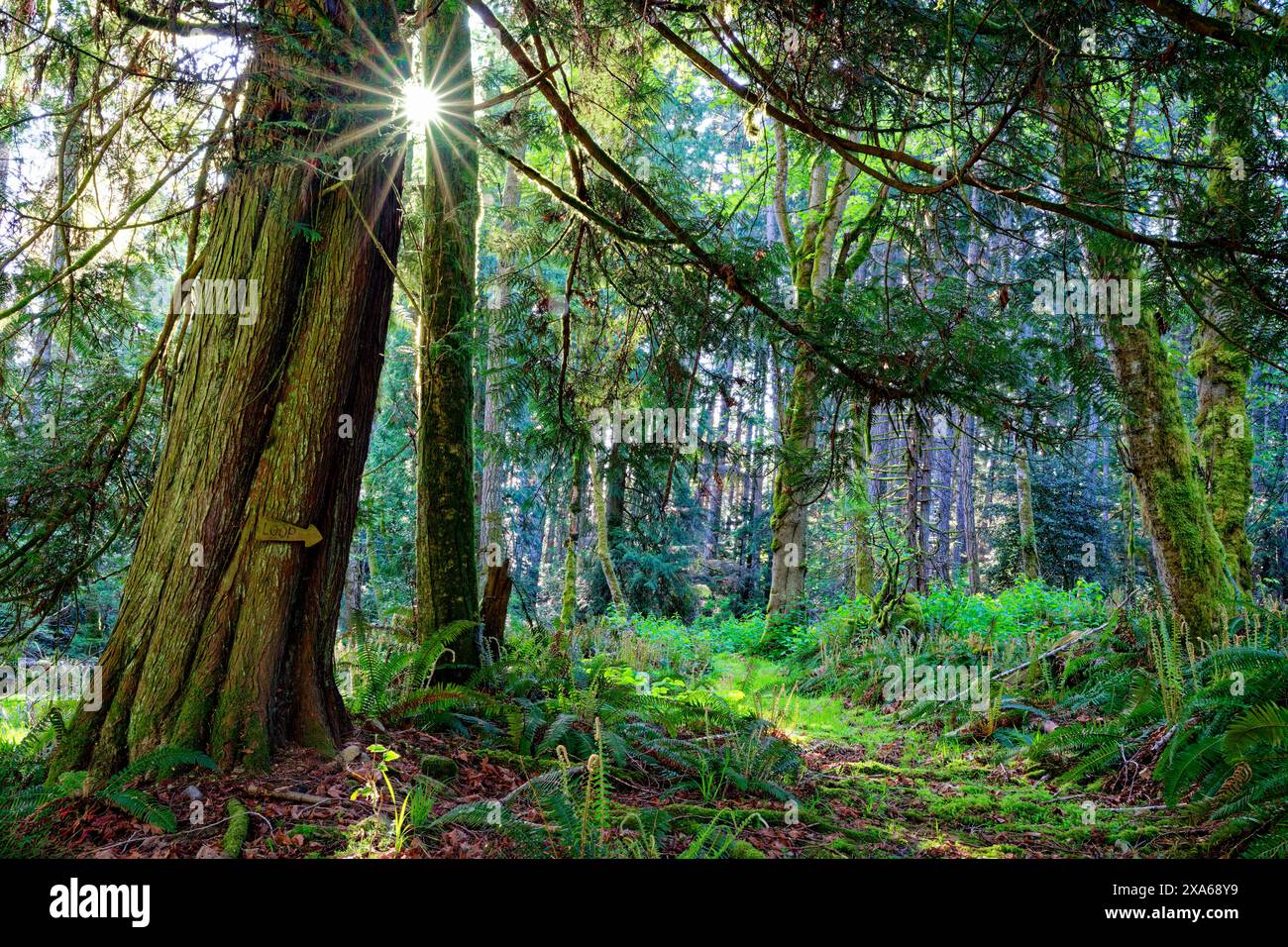 Sunlight filters through dense forest, casting tree trunks in a golden ...