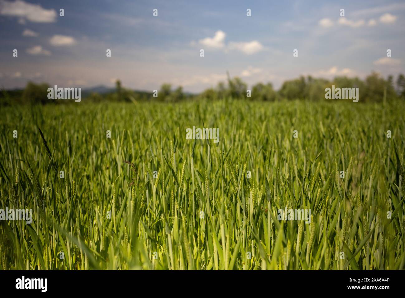 Tall grass field with leaves hi-res stock photography and images - Alamy