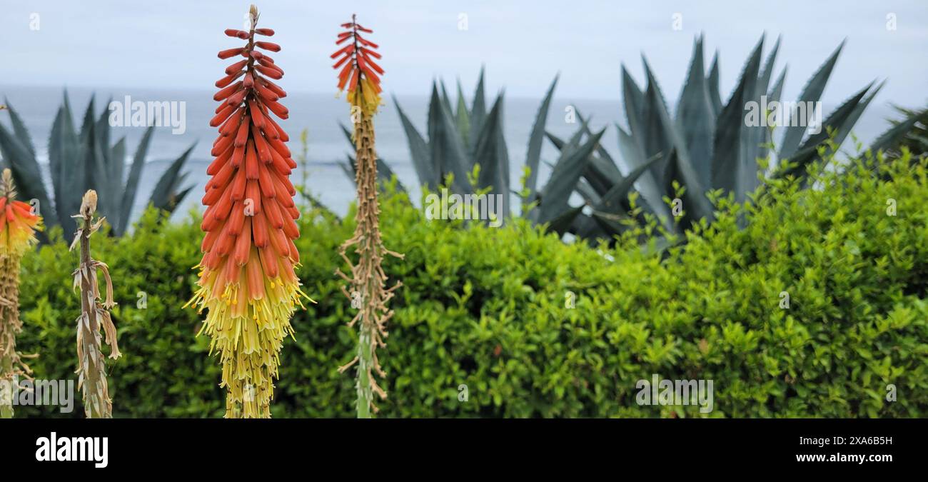 Two big blossoming plants with small green shrubs in background Stock Photo