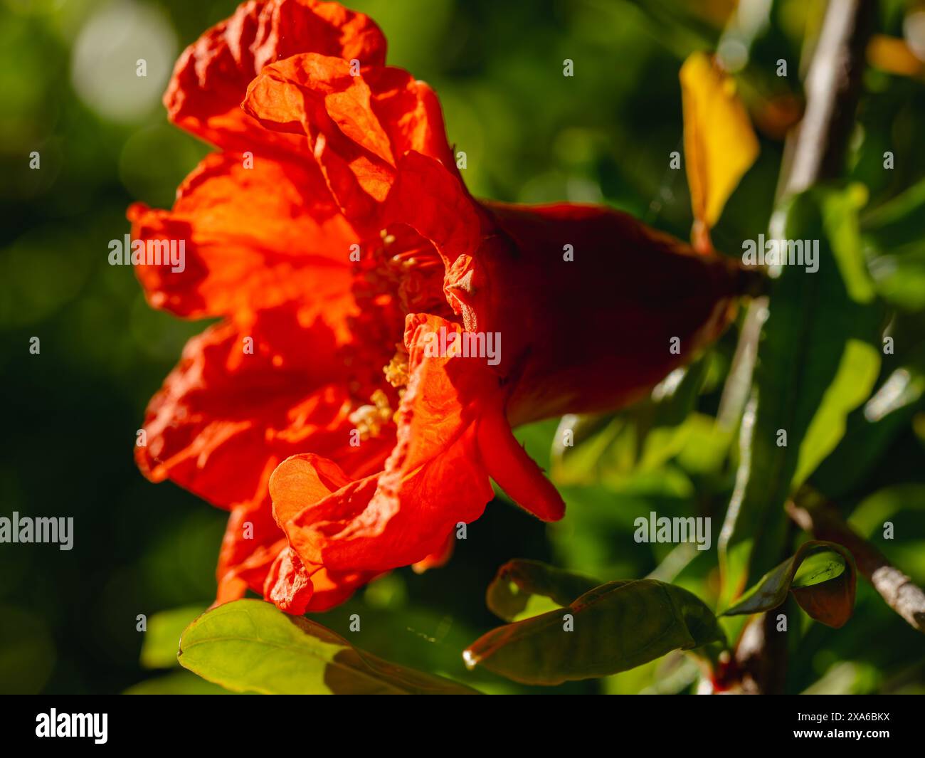 A closeup of a beautiful red flower growing in the garden Stock Photo
