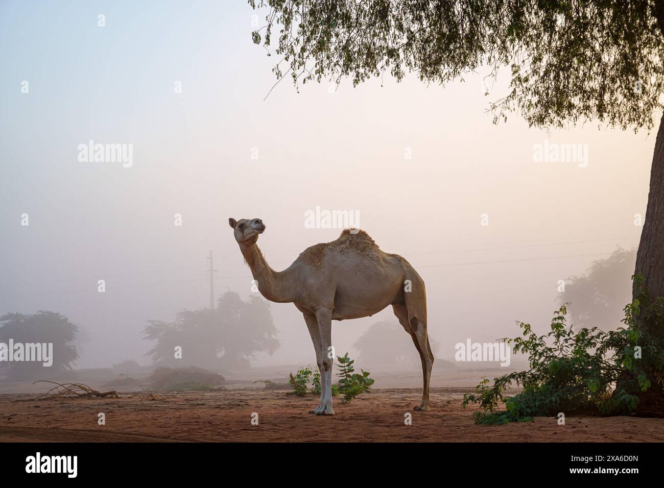 A camel standing near a lone tree in the desert. Stock Photo