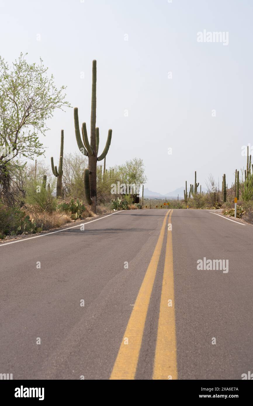 The Saguaro National Park in Arizona, USA Stock Photo