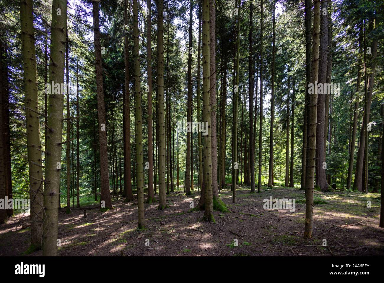 A dense cluster of trees within a forest Stock Photo