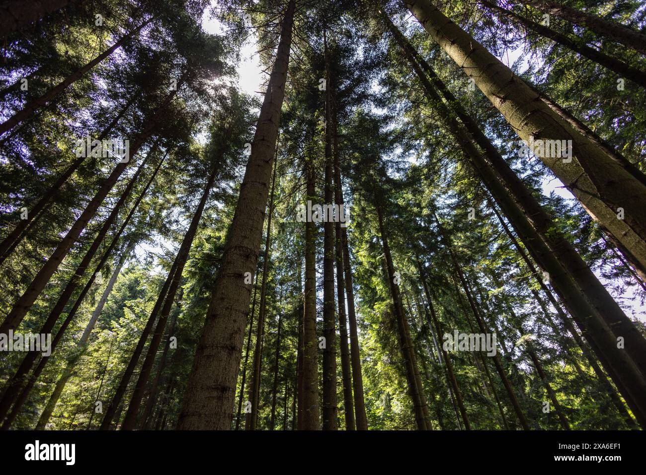 Lush tall trees hi-res stock photography and images - Alamy