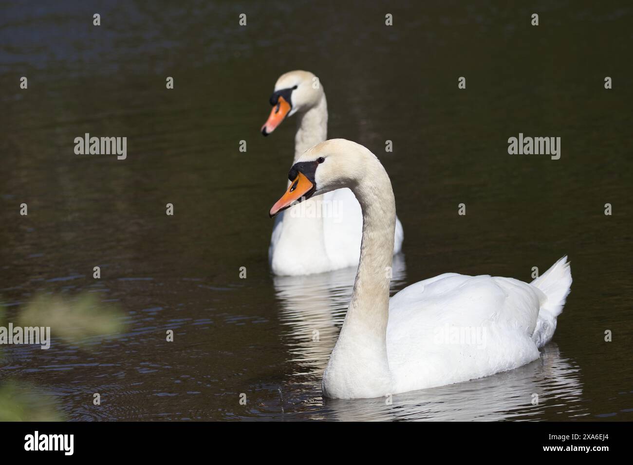 Two white swans swimming in a pond on a sunny day Stock Photo