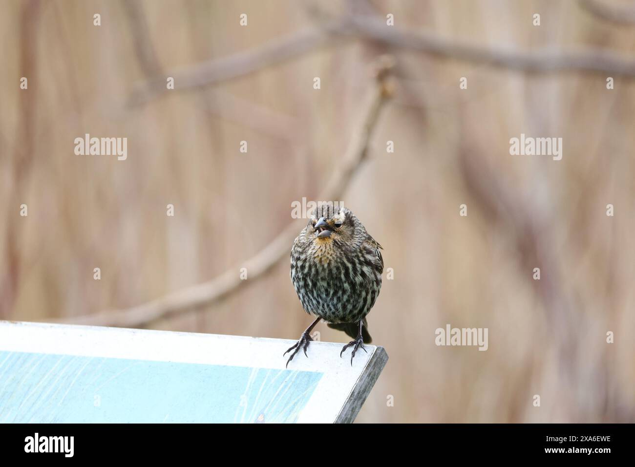 A female Red-winged Blackbird perched on a plaque with a background of brown reeds Stock Photo