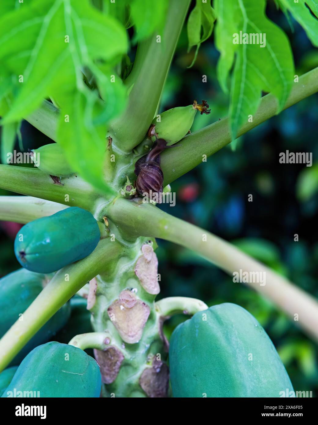 Snail eating from the papaya tree Stock Photo Alamy