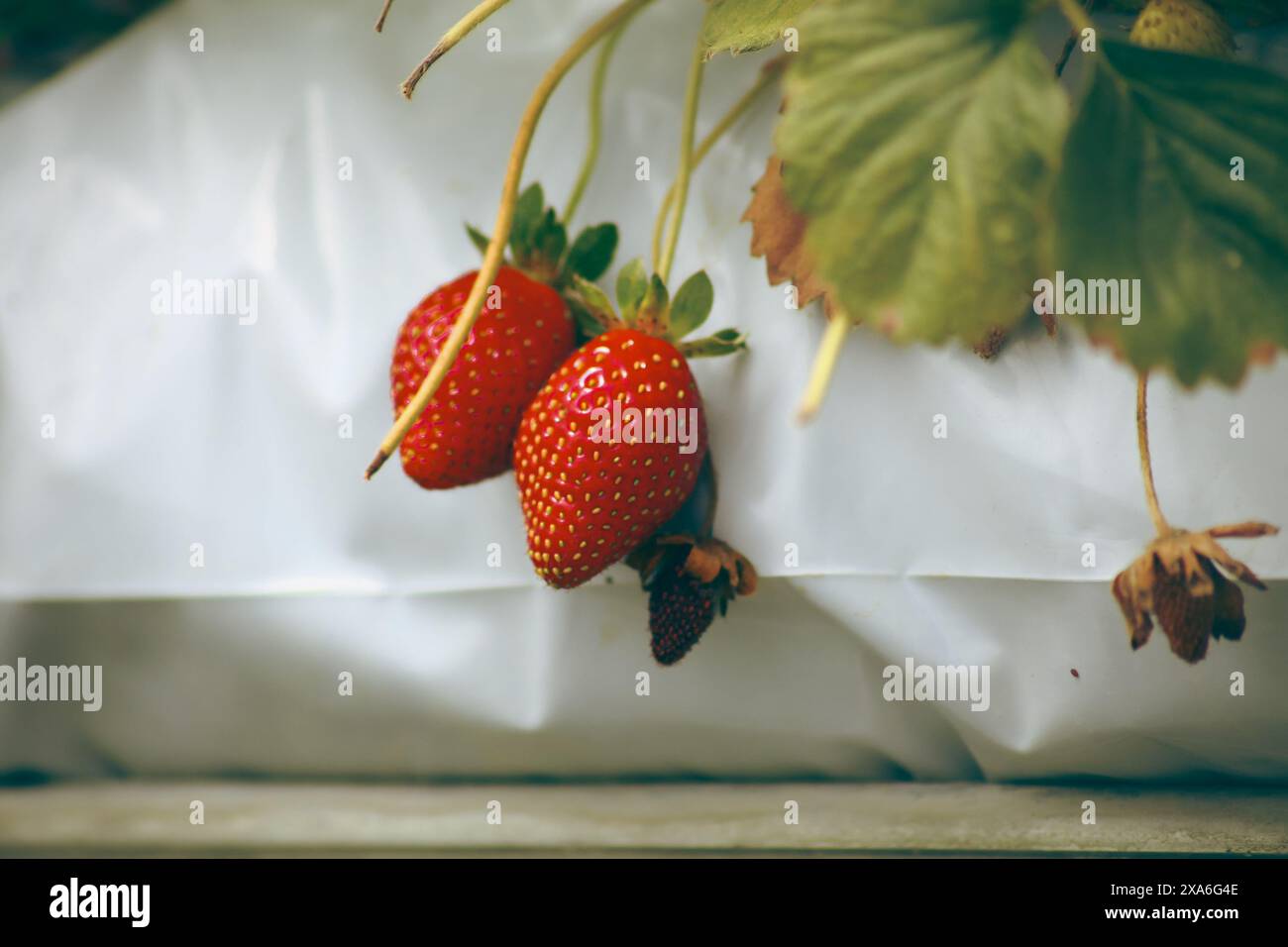 Close-up of two ripe hanging strawberry fruits cultivated in containers ...