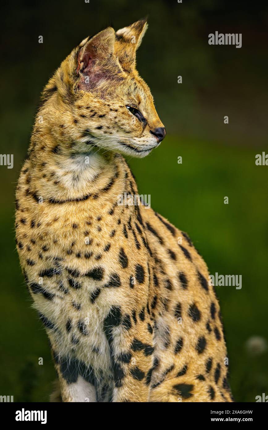 A Serval wild cat (Leptailurus serval) in lush green grass Stock Photo ...