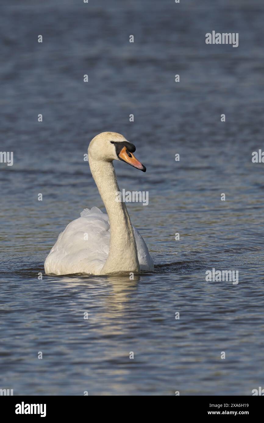 A white Mute Swan with an orange beak floats on the water Stock Photo