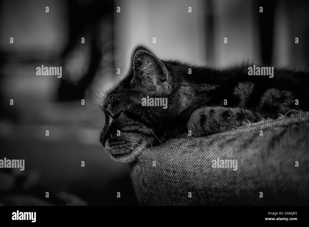 A grayscale of a tabby cat peacefully sleeping on a couch Stock Photo ...