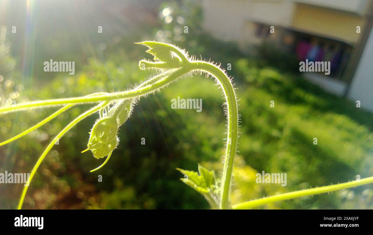 Sunlight plant photosynthesis hi-res stock photography and images - Alamy