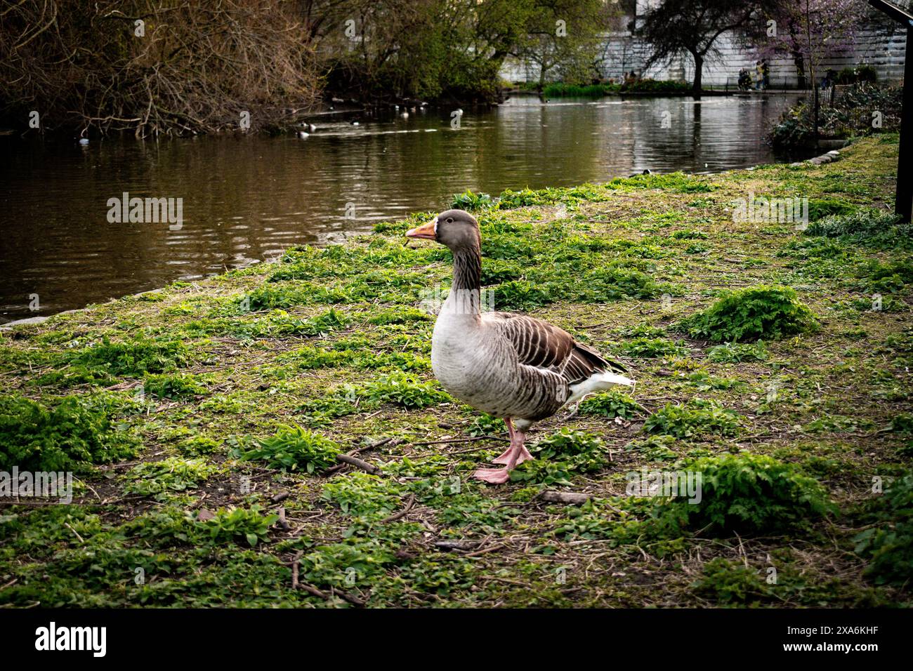 Wildlife in London Parks Stock Photo